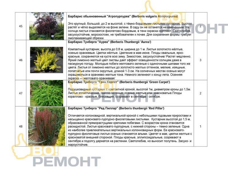 Проект благоустройства территории-102